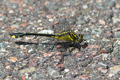 Gomphurus lineatifrons