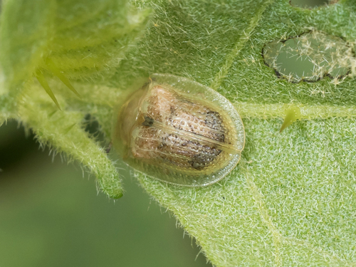 Eggplant Tortoise Beetle