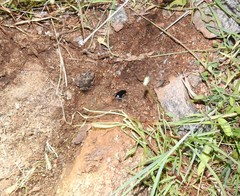 Duttaphrynus stomaticus