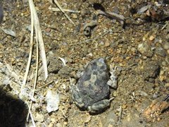 Duttaphrynus stomaticus