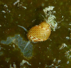 Phasianellidae