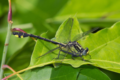 Gomphurus lineatifrons