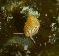 Phasianellidae