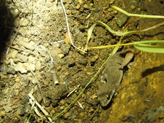 Hemidactylus reticulatus