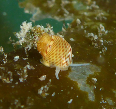 Phasianellidae