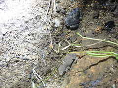 Hemidactylus reticulatus