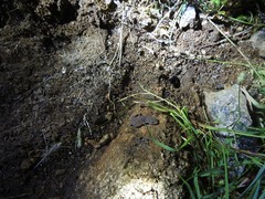 Hemidactylus reticulatus