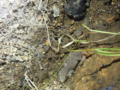 Hemidactylus reticulatus