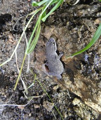 Hemidactylus reticulatus