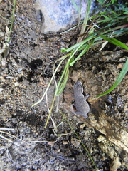 Hemidactylus reticulatus