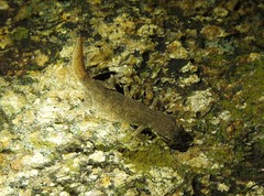 Hemidactylus reticulatus