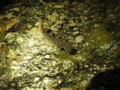 Hemidactylus reticulatus