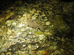 Hemidactylus reticulatus