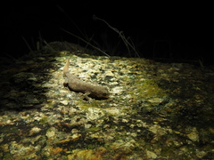 Hemidactylus reticulatus