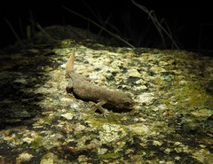Hemidactylus reticulatus