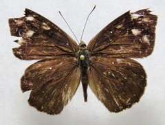 Eunica monima modesta