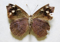 Eunica monima modesta