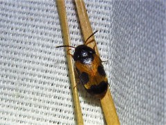 Mycetophagus punctatus