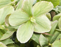 Helleborus viridis