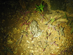 Duttaphrynus stomaticus