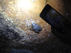 Duttaphrynus stomaticus