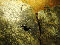 Duttaphrynus stomaticus