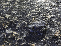 Duttaphrynus stomaticus