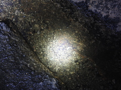 Duttaphrynus stomaticus