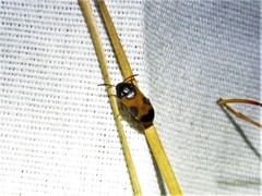 Mycetophagus punctatus