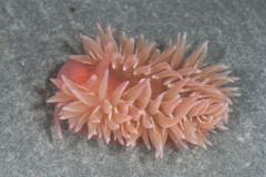 Aeolidia