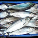 Milkfishes - Photo (c) Southeast Asian Fisheries Development Center Aquaculture Department, some rights reserved (CC BY-NC-SA)
