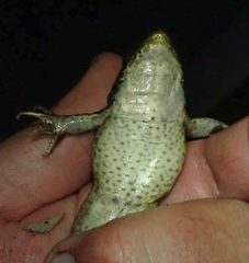 Ptychadena subpunctata