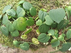 Peperomia urocarpa
