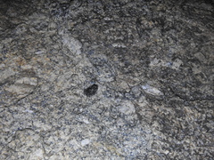 Duttaphrynus stomaticus