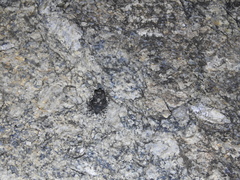 Duttaphrynus stomaticus