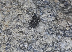 Duttaphrynus stomaticus