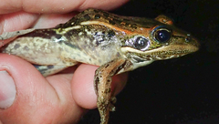 Ptychadena subpunctata