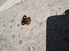 Junonia coenia coenia