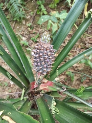 Ananas comosus comosus