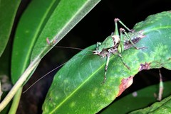 Atlanticus monticola