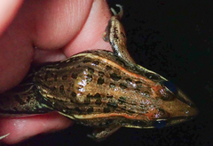 Ptychadena subpunctata