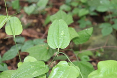 Smilax mollis