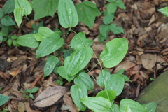 Smilax mollis