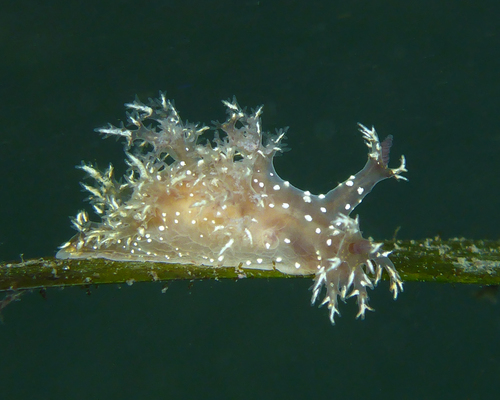 Branched Dendronotid