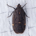 Epiptera - Photo (c) Anna Bennett, some rights reserved (CC BY-NC), uploaded by Anna Bennett