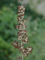 Artemisia vulgaris