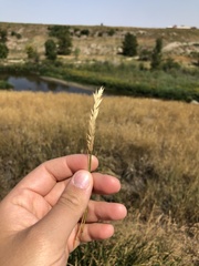 Agropyron cristatum