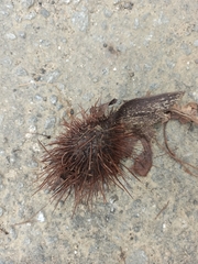 Centrolobium tomentosum