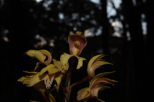 Image of Govenia superba by (c) alejandrozab, some rights reserved (CC BY)