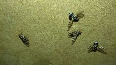 Myennis octopunctata